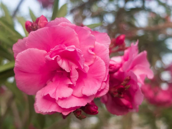 Pink flowers of common peonys. Paeonia officinalis — Stock Photo, Image