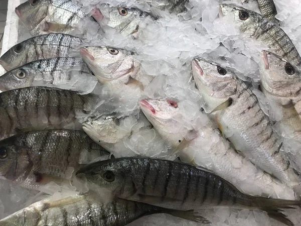 The chilled gilt-head sea breams Sparus aurata at the market counter