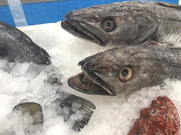 Chilled toothy fish at the market counter