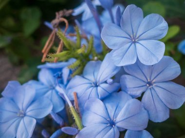 Tiny periwinkle açık mavi çiçekler. Catharanthus pusillus