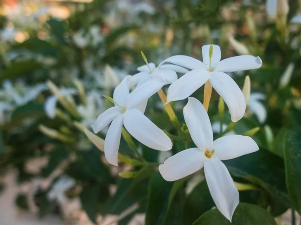 Flores de jasmim branco. Jasminum polyanthum flores — Fotografia de Stock