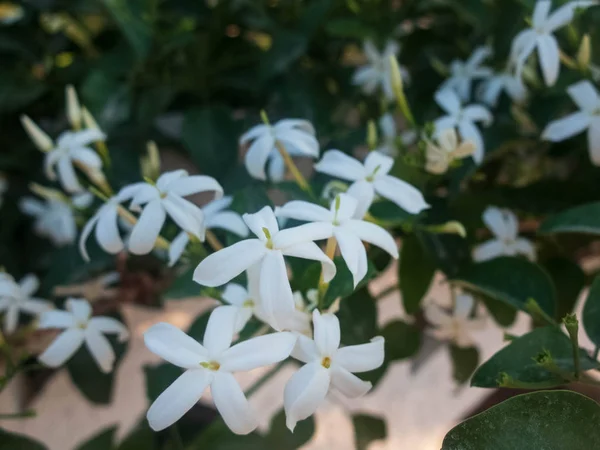 Blommor av vit jasmin. Jasminum Auktor blommor — Stockfoto