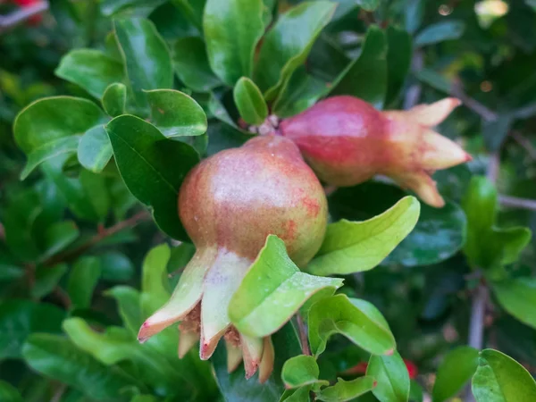 Frukter och blommor av granatäpple. Punica granatum. Lythraceae — Stockfoto