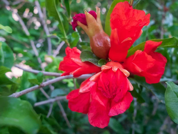 Frukter och blommor av granatäpple. Punica granatum. Lythraceae — Stockfoto