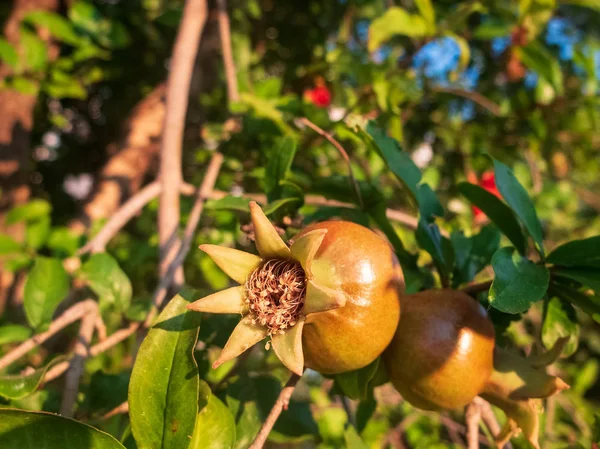 Frukter och blommor av granatäpple. Punica granatum. Lythraceae — Stockfoto