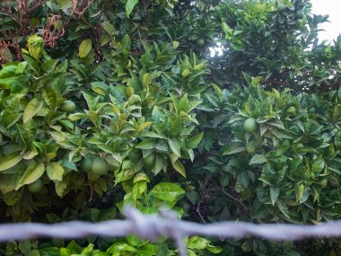 Meyve bahçesi etrafında dikenli tel çit. Yasak alan, izinsiz girme