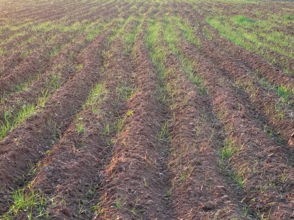 Sulcos e brotos jovens de trigo no campo agrícola — Fotografia de Stock