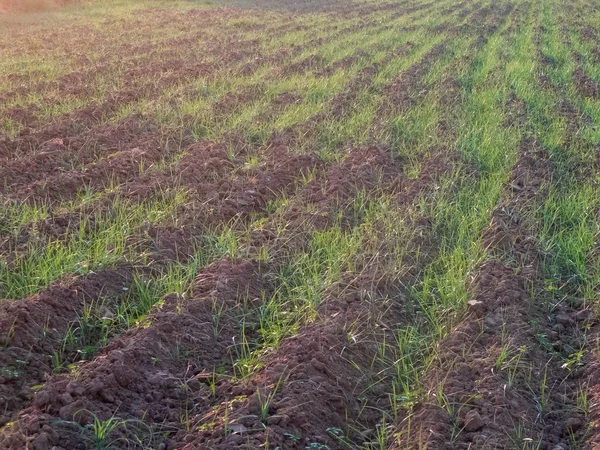 Surcos y brotes jóvenes de trigo en el campo agrícola —  Fotos de Stock