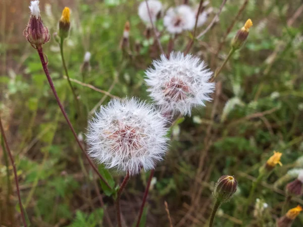 Primer plano de flores de diente de león blanco sobre fondo floral borroso — Foto de Stock