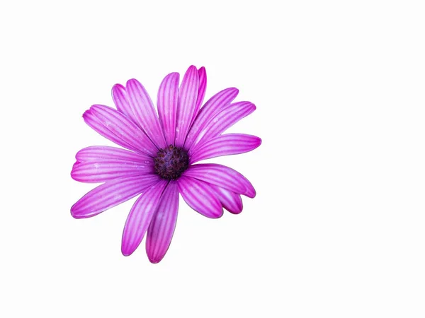 Paarse bloemen van Afrikaanse Daisy geïsoleerd op de witte achtergrond — Stockfoto