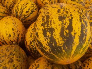 Taze sarı ve yeşil çizgili kavun lar pazar tezgahına yığılmış