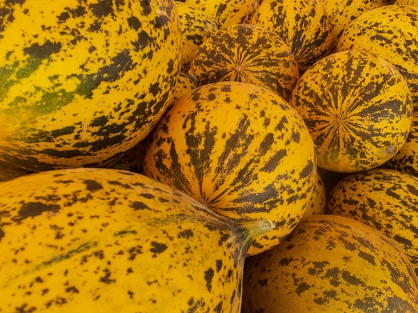 Taze sarı ve yeşil çizgili kavun lar pazar tezgahına yığılmış