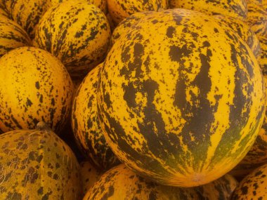 Taze sarı ve yeşil çizgili kavun lar pazar tezgahına yığılmış