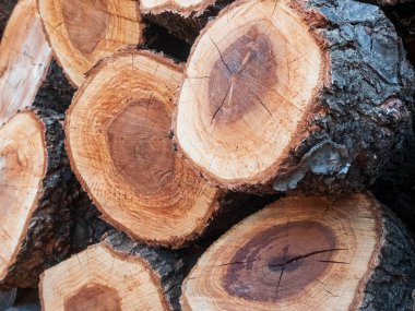 Yığılmış çam ağacı kütükleri. Kesilmiş ahşap yığınları