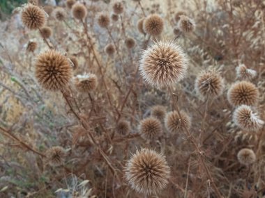 Büyük küre devedikeni kurutulmuş çiçekler. Echinops sphaerocephalus yabani büyüme kuru çiçekler