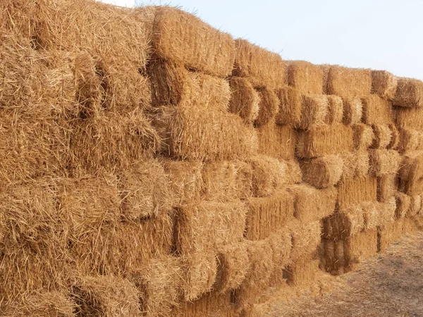 Stacks of dry straw. Piled straw haystacks. Stacks of golden hay in a countryside field — Stock Photo, Image