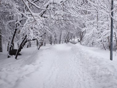 Karla kaplı yol ve ağaçların dallarına kar saplanmış. Karlı kış aylarında Park