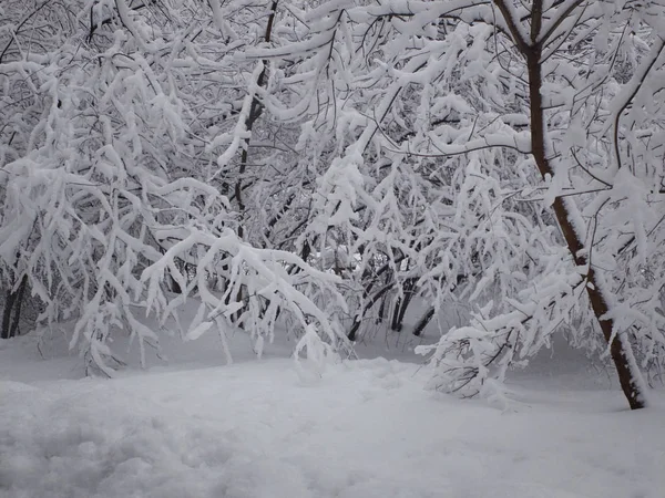 树枝上沾着厚厚的雪.在多雪的冬季停车 — 图库照片