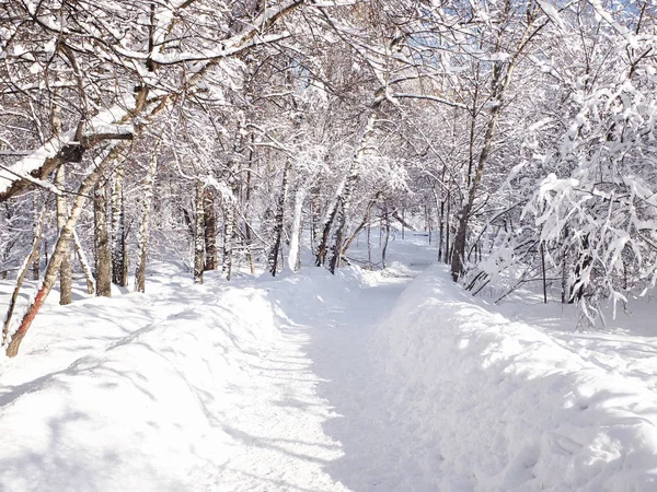 Snow-covered path and stuck snow on the branches of trees. Park in the bright clear sunny day in the wintertime