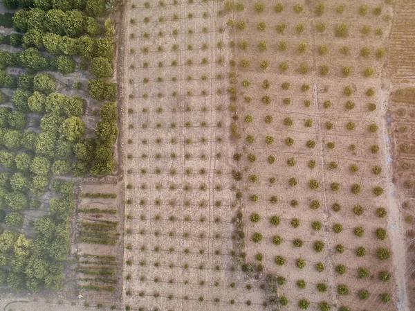 Olivos en los rayos del sol poniente — Foto de Stock