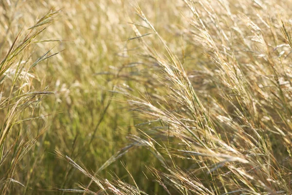 Campo Avena Silvestre Delgada Puesta Del Sol Avena Barbata Pott —  Fotos de Stock