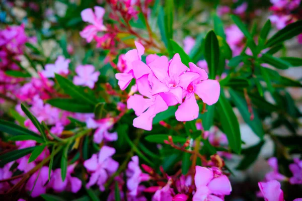 Fleurs Roses Feuilles Nerium Oleander — Photo