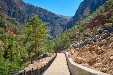 Çam ağaçlarıyla kaplı bir dağ geçidinin yamacında yürüyüş yapmak..