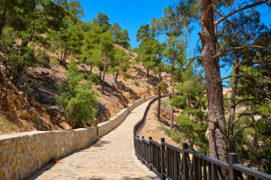 Çam ağaçlarıyla kaplı bir dağ geçidinin yamacında yürüyüş yapmak..