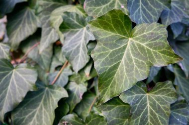 Yeşil sarmaşık arkaplan veya doku konsepti yaprakları.