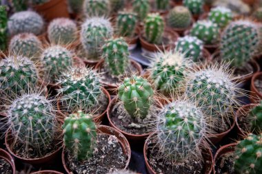 Plastik kaplarda farklı sulu bitkiler var..