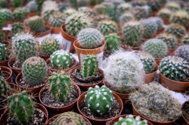 Plastik kaplarda farklı sulu bitkiler var..