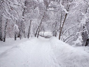 Karla kaplı patika, ağaçlara kar yağması ve devrilmiş ağaç dalları. Karlı kışa park et..