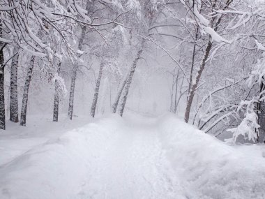 Şiddetli kar yağışı, karla kaplı patika ve ağaçların dallarına kar yığılması. Kışın karlı bir yere park et. Seçici odak.