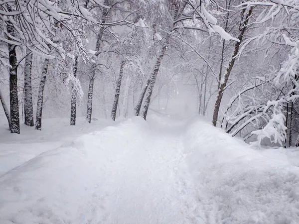 Şiddetli kar yağışı, karla kaplı patika ve ağaçların dallarına kar yığılması. Kışın karlı bir yere park et. Seçici odak.