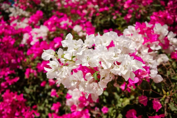 Fleurs Violettes Blanches Sur Buisson Ornement Épineux Bougainvillea Spectabilis — Photo