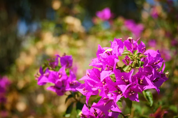 Fleurs Violettes Ornement Épineux Bougainvillea Spectabilis — Photo