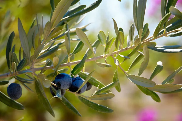 Des Olives Mûres Pendent Sur Les Branches Olivier — Photo