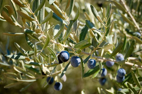 Des Olives Mûres Pendent Sur Les Branches Olivier — Photo