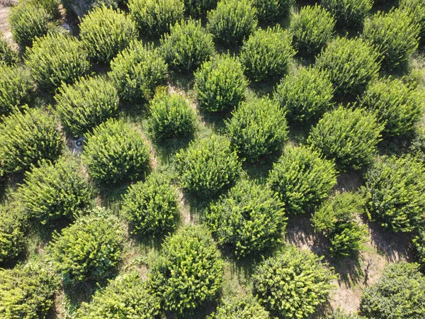 Filas Olivos Vista Aérea Del Olivar — Foto de Stock