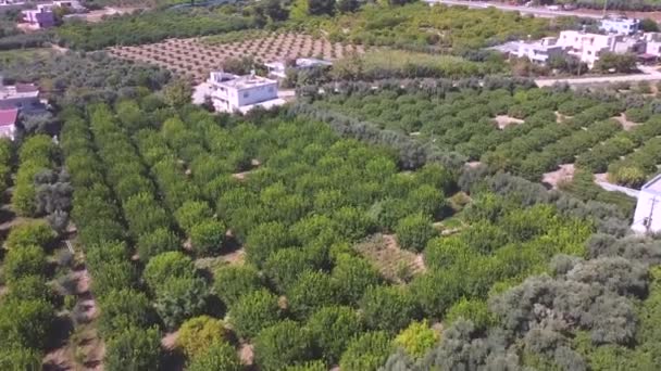 Zeytin Tarlaları Kırsal Evleri Olan Tarım Arazilerinin Havadan Görünüşü — Stok video