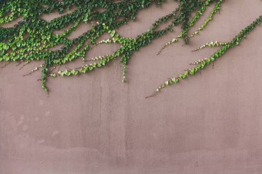 Botanik dokunaçlar. Ivy bir bej duvar yeşil doku ıraksak ışınları şeklinde güzel yeşil sürgünler