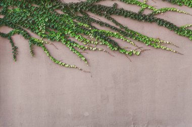 Botanik dokunaçlar. Ivy bir bej duvar yeşil doku ıraksak ışınları şeklinde güzel yeşil sürgünler