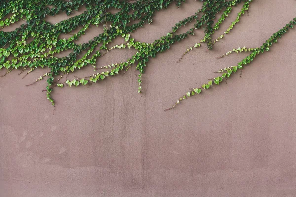 Botanik dokunaçlar. Ivy bir bej duvar yeşil doku ıraksak ışınları şeklinde güzel yeşil sürgünler