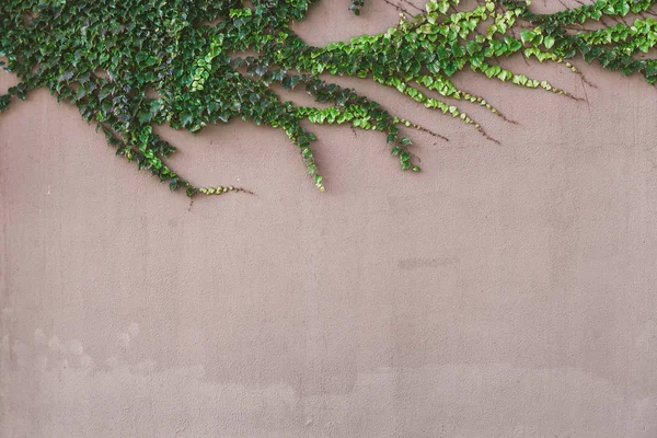 Botanische Tentakels Mooie Groene Scheuten Van Klimop Een Beige Muur — Stockfoto