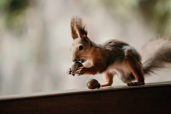 Charmantes Rotes Eichhörnchen Mit Flauschigen Ohren Nagt Walnüsse Auf Holzschienen — Stockfoto