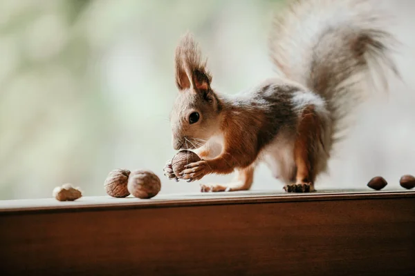 Charmiga Röda Ekorren Med Fluffiga Öron Sniffs Valnötter Trä Skenor — Stockfoto