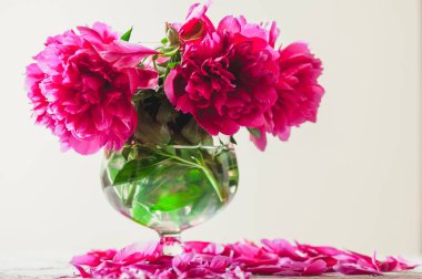 Parlak kırmızı çiçekler kısa sapları üzerinde beyaz bir arka plan şeffaf bir vazoyu stand. Zavallı petal yalan düşmüş