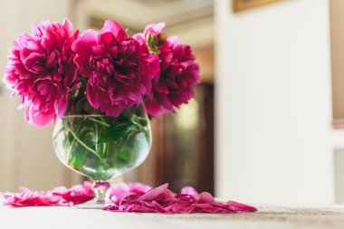 Peonies masanın üzerinde. Kısa bacaklar parlak kırmızı çiçekler şeffaf bir vazo içinde standı. Masanın üstüne düşmüş zavallı petal yalan