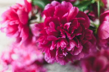 Parlak kırmızı Şakayık çiçekleri ayrı petal ile