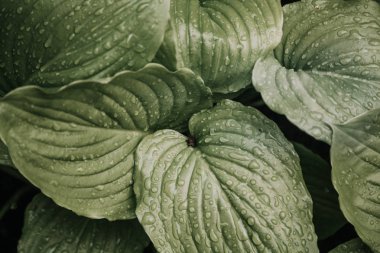 Yağmurdan sonra. Ev sahibi planının sulu yeşil yaprakları üzerinde güzel su damlaları